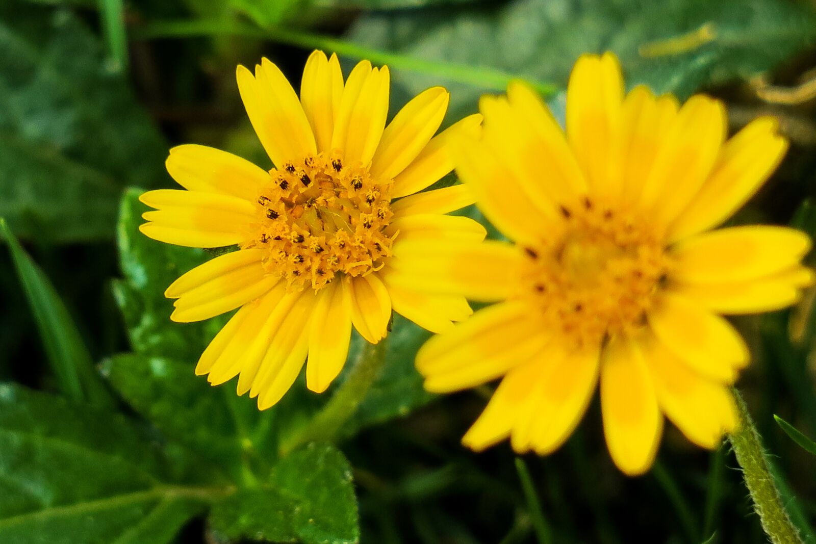 Canon PowerShot G3 X sample photo. Wedelia, nature, flower photography
