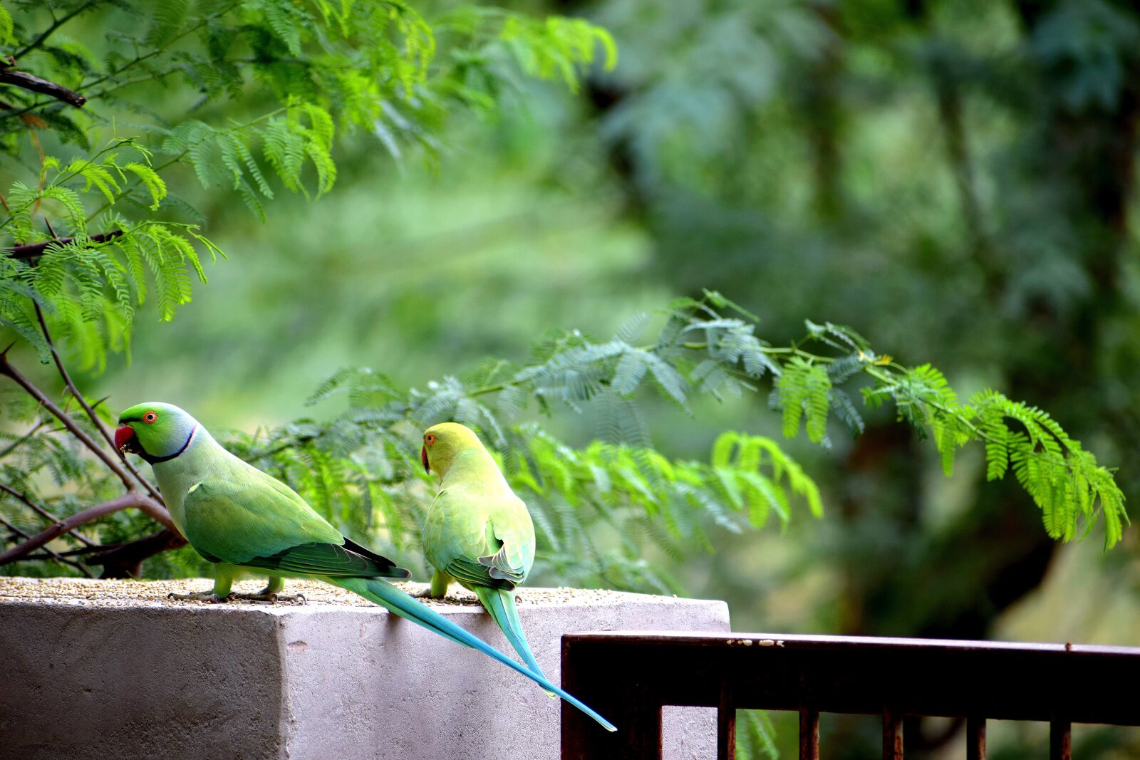 Nikon D3300 sample photo. Parrots, birds, nature photography