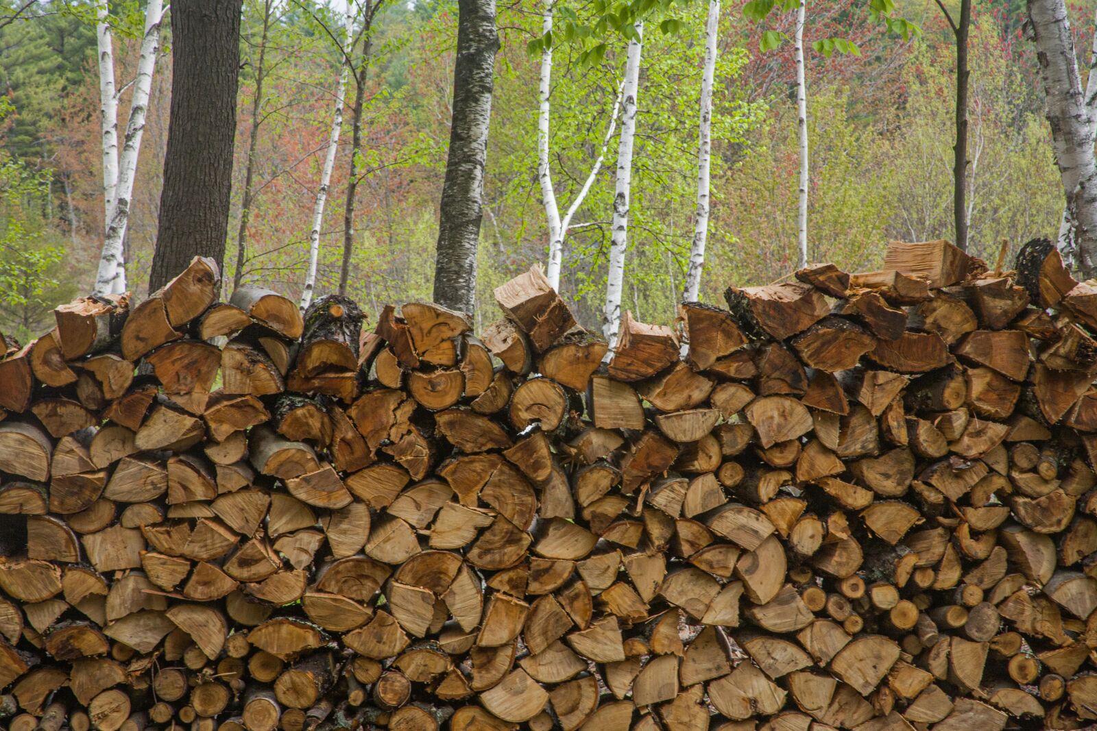Canon EOS 5D sample photo. Firewood, logs, wood photography