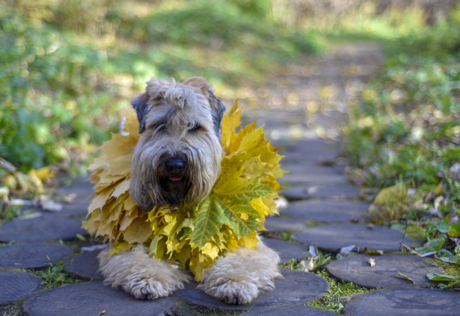 Nikon D750 sample photo. Dog, terrier, autumn photography