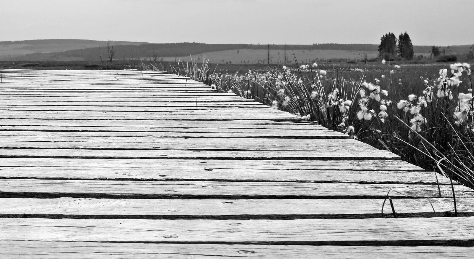 Canon EOS 550D (EOS Rebel T2i / EOS Kiss X4) sample photo. Away, high venn, belgium photography