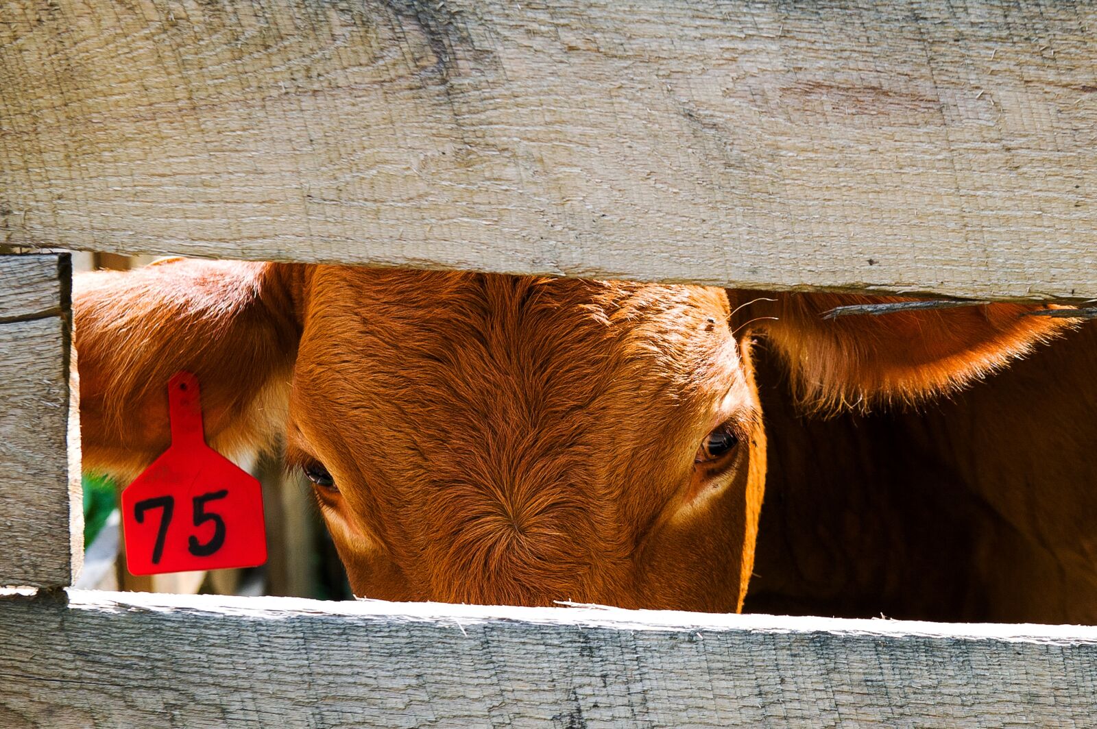 Nikon D700 sample photo. Animal, cow, mammal photography