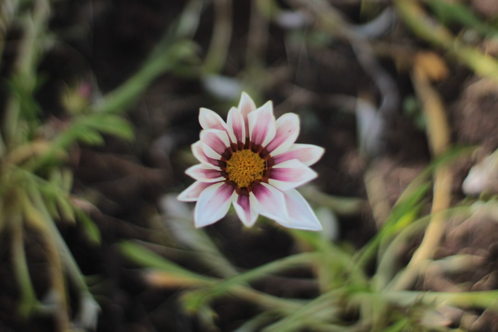 Canon EOS 1200D (EOS Rebel T5 / EOS Kiss X70 / EOS Hi) sample photo. Daisy, flower, bloom photography