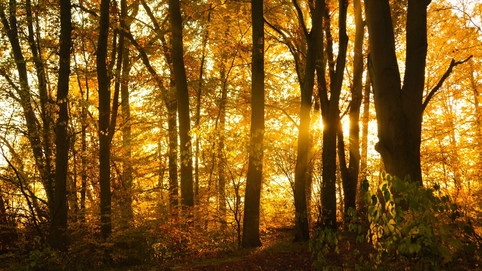 Nikon D3000 sample photo. Autumn, forest, morning light photography