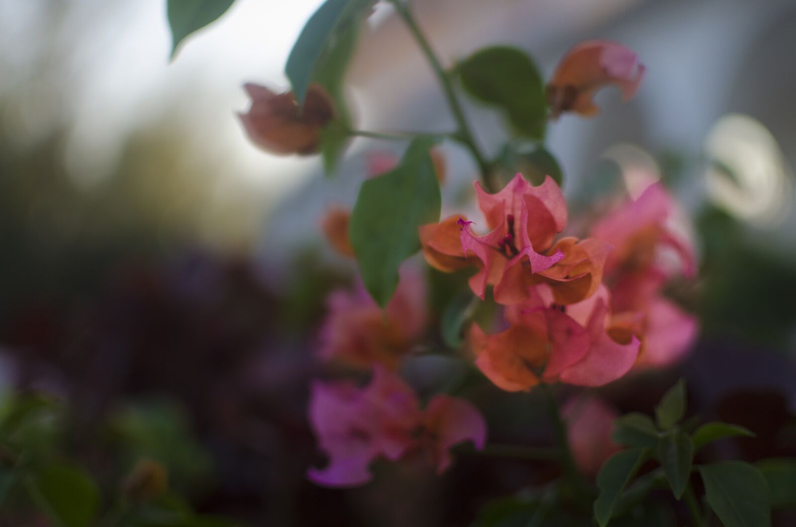 Nikon D5100 sample photo. Bougainvillea, green, nature photography