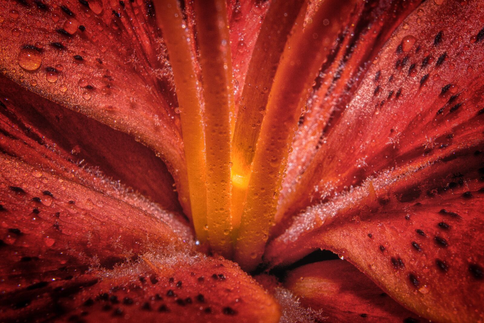 Sony a6000 + Sony E 35mm F1.8 OSS sample photo. Lily, macro, close up photography