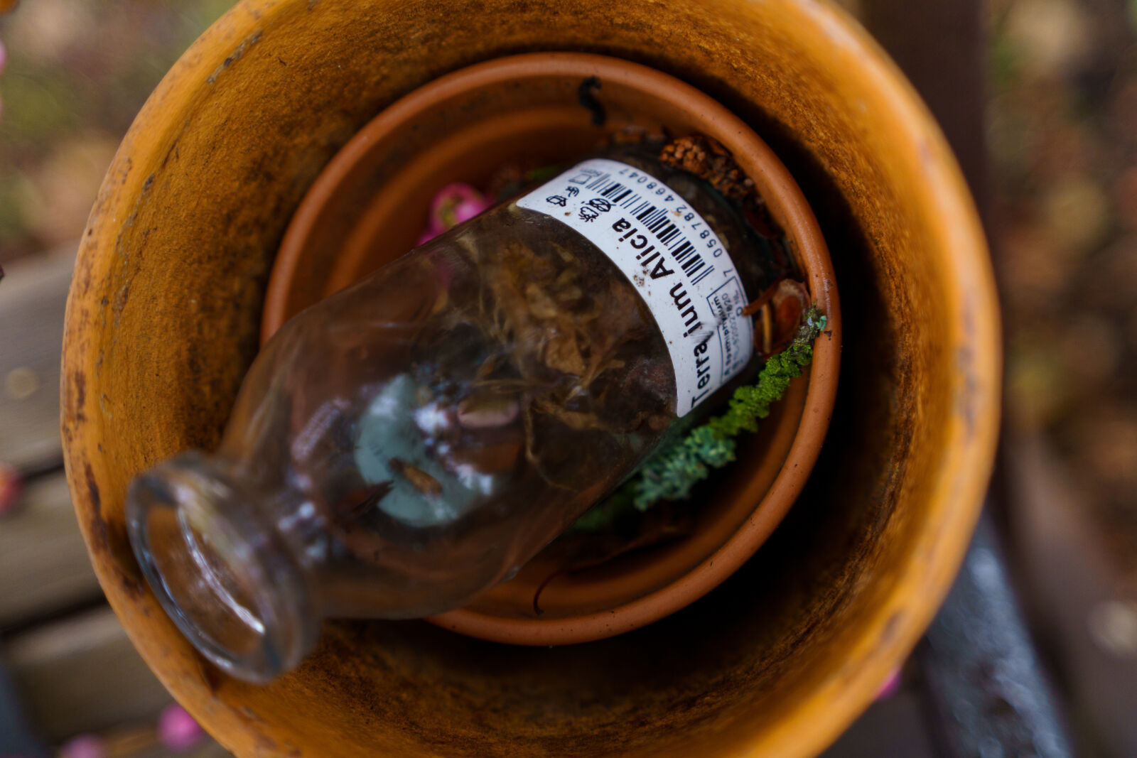 Sony a7R IV sample photo. Plant bottle decay photography