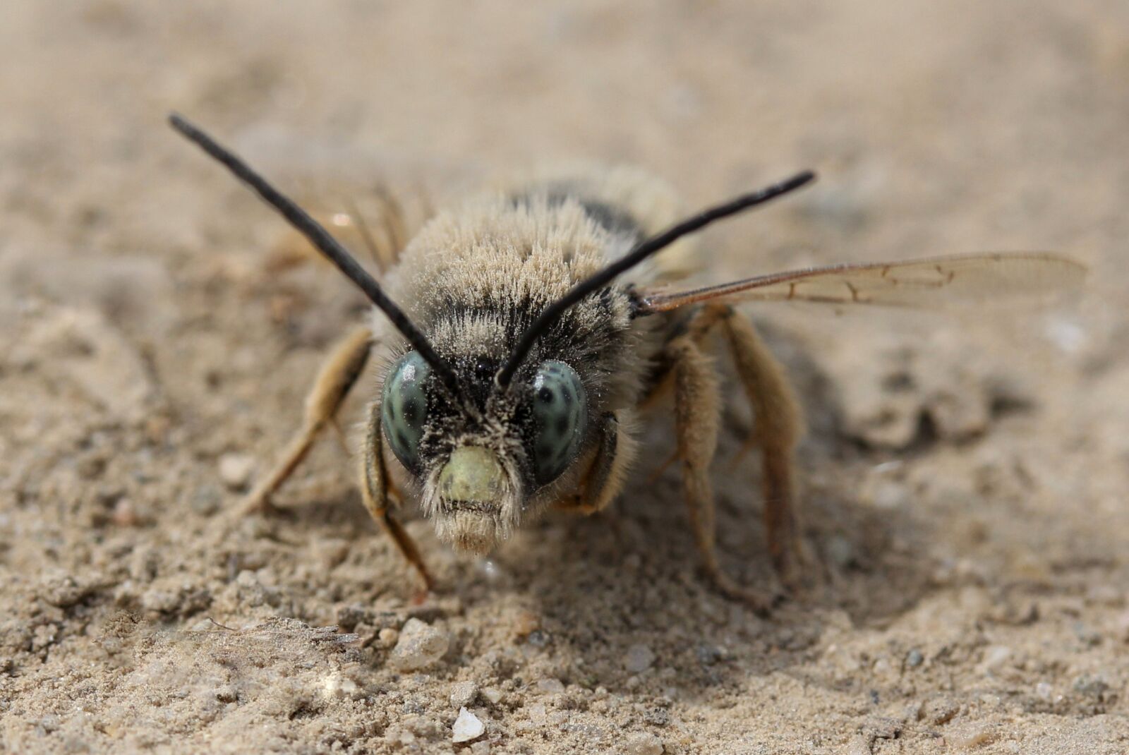 Canon EF-S 60mm F2.8 Macro USM sample photo. Bee, insecta, macro photography
