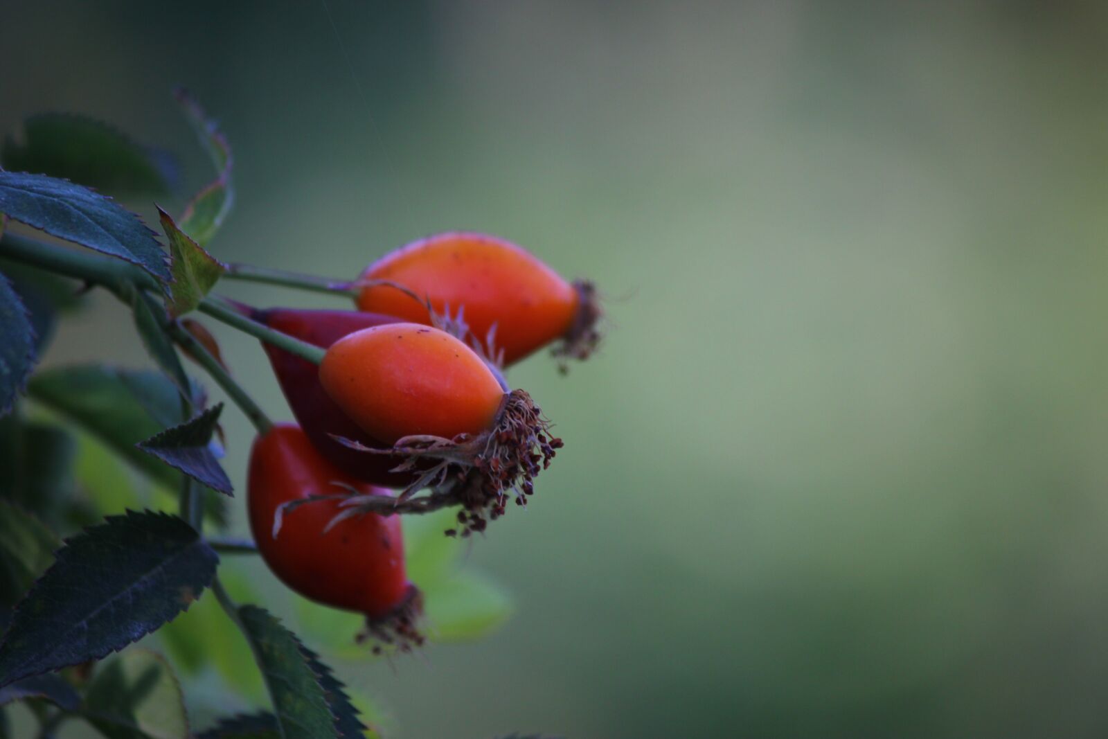 Canon EOS 550D (EOS Rebel T2i / EOS Kiss X4) sample photo. Flower, rosehip, nature photography