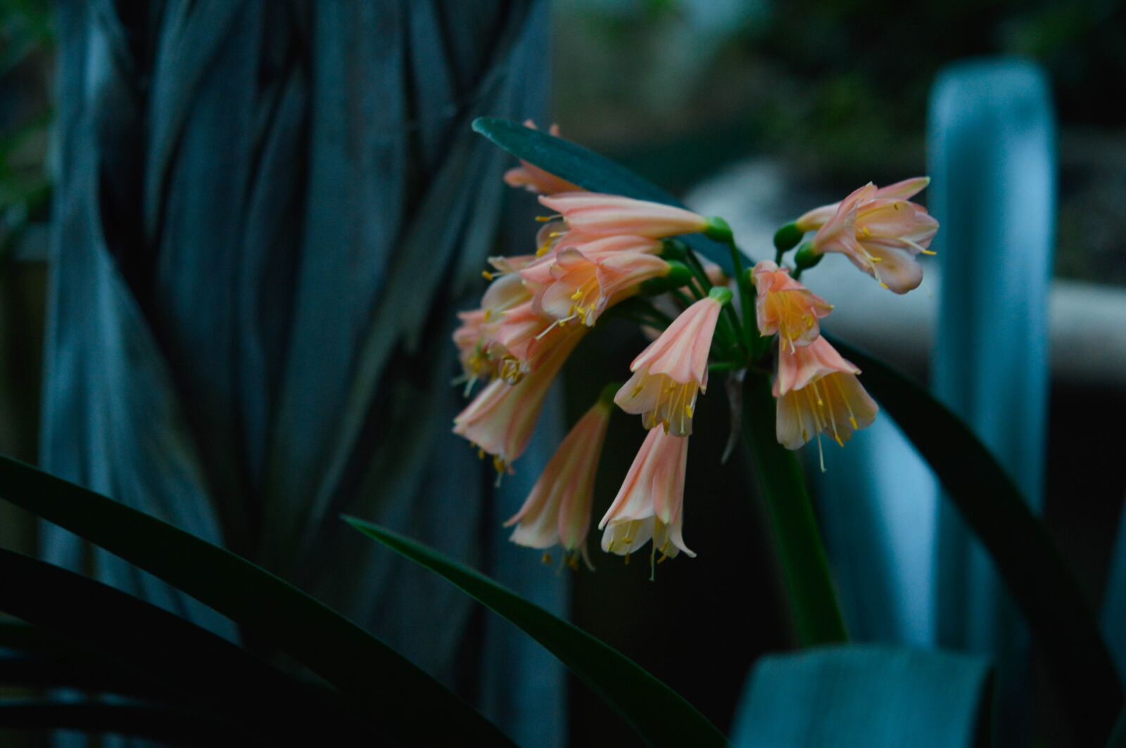 Nikon D3200 sample photo. Botany, clivia, cluj napoca photography