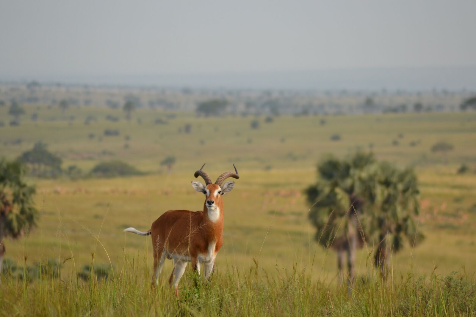 Nikon D3100 sample photo. Africa, savannah, animal world photography