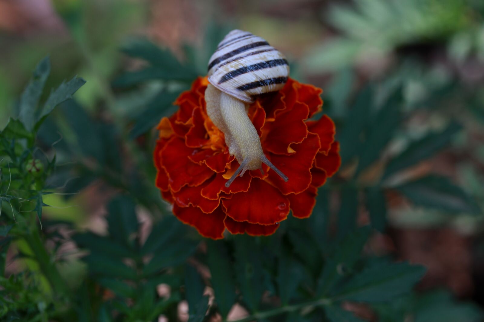 Canon EF-S 60mm F2.8 Macro USM sample photo. Snail, flower, red photography
