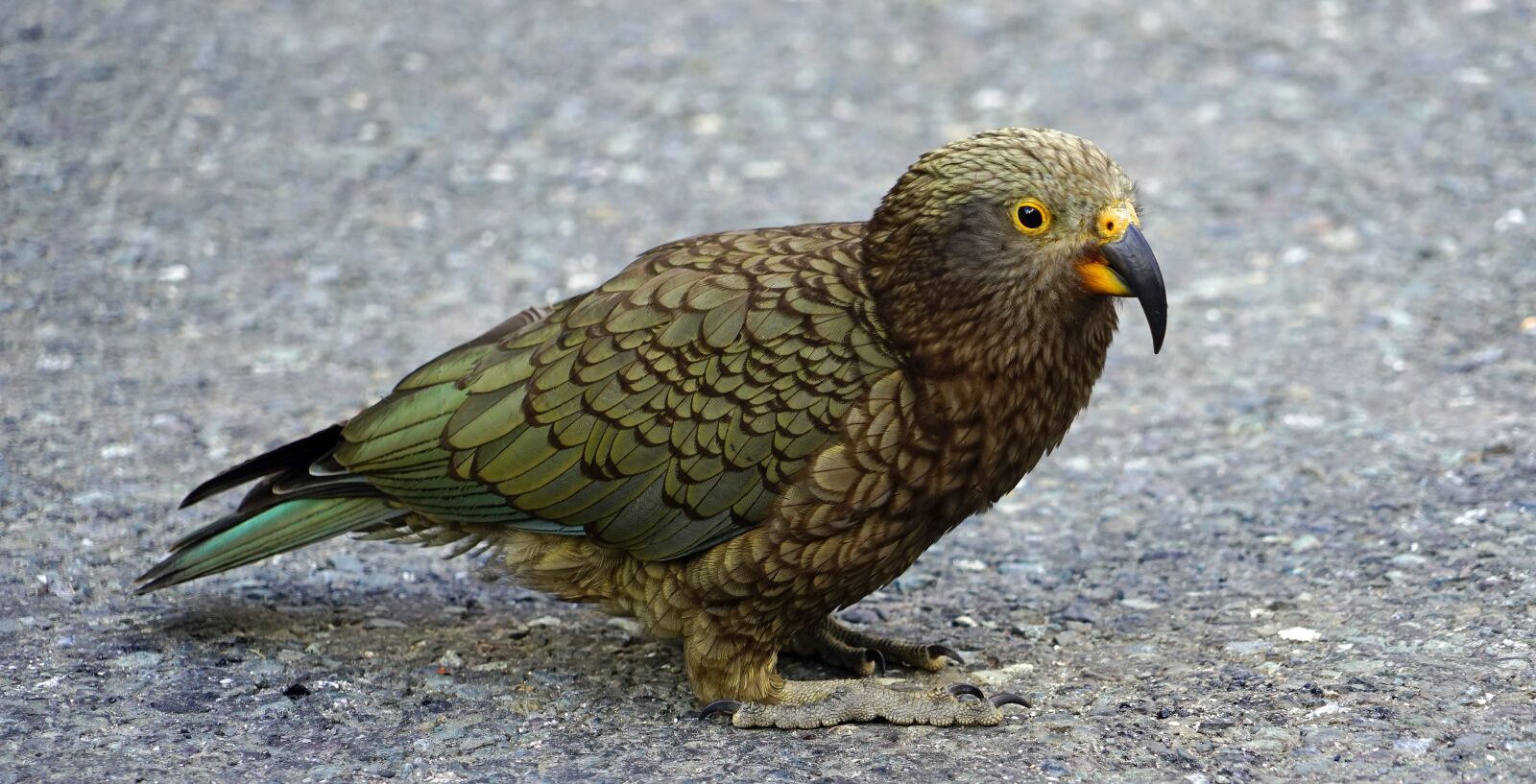 Sony a7 + Sony FE 24-240mm F3.5-6.3 OSS sample photo. Kea, mountain parrot, parrot photography