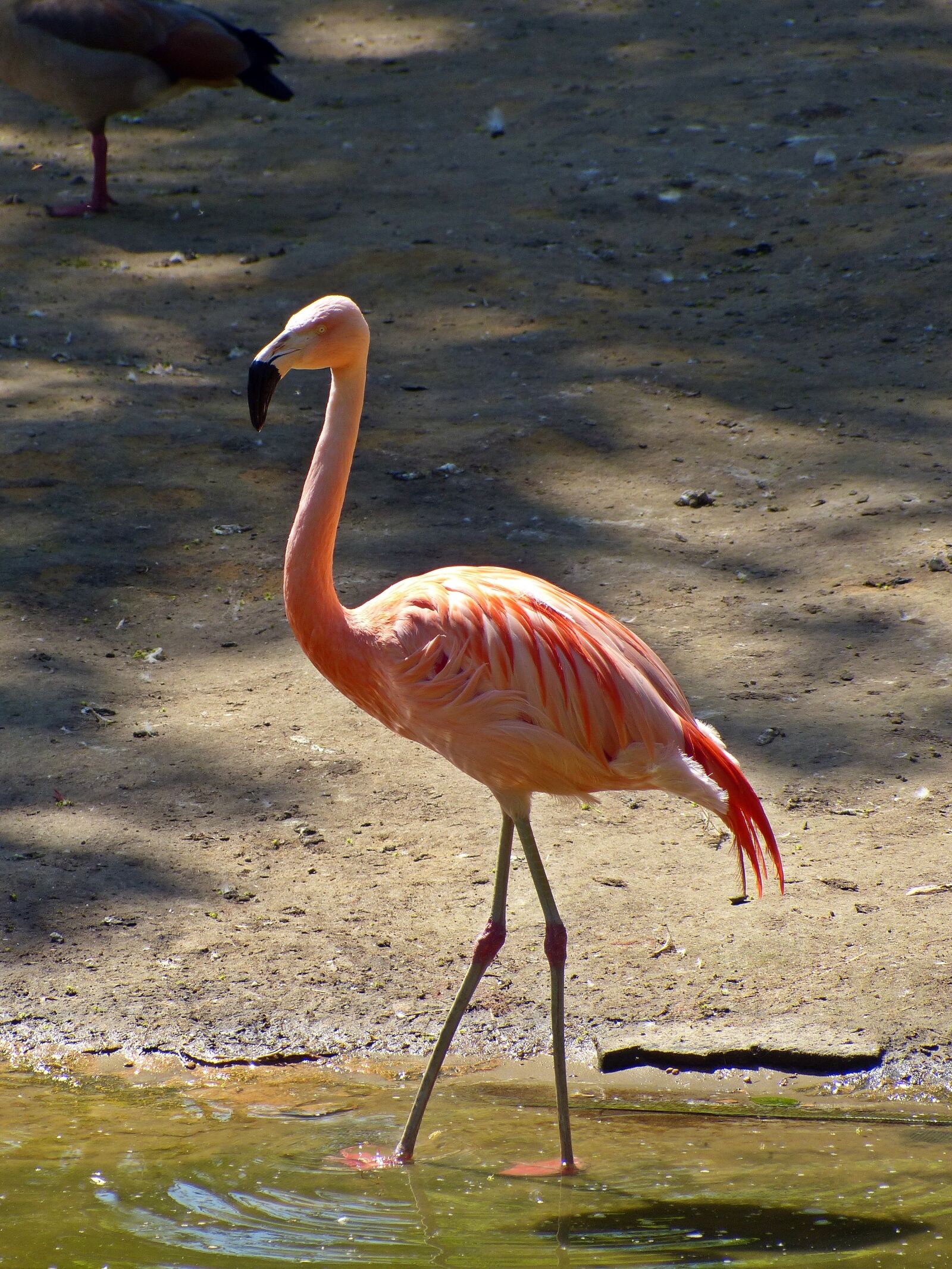 Panasonic Lumix DMC-FZ200 sample photo. Flamingo, bird, nature photography
