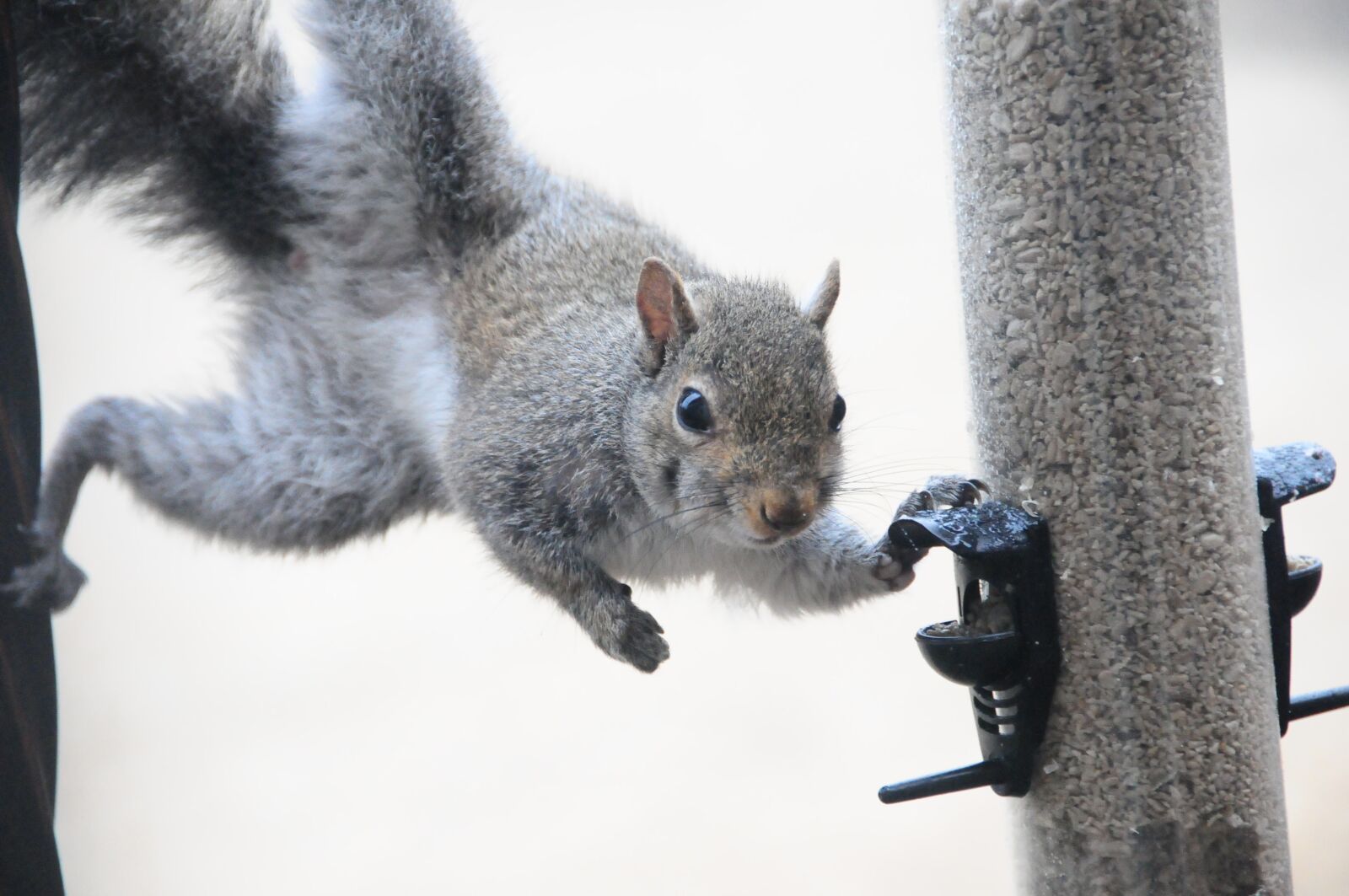 Nikon D300 sample photo. Squirrel, nature, wildlife photography