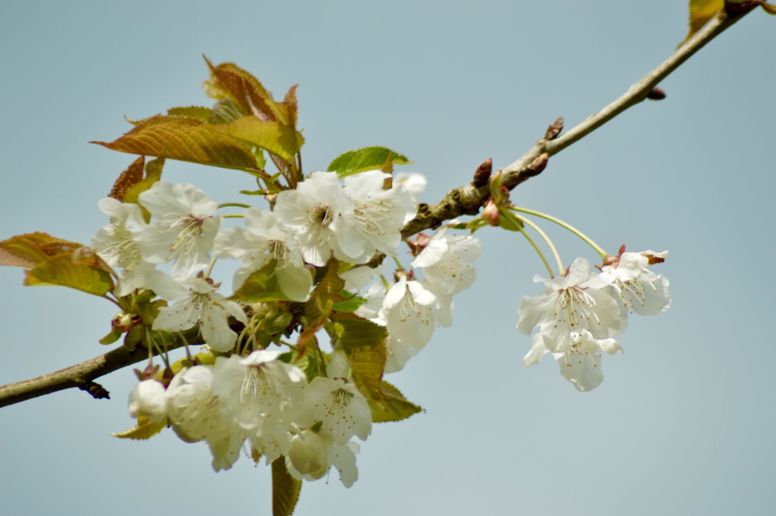 Nikon D3200 sample photo. Blossom, blue, sky, branch photography