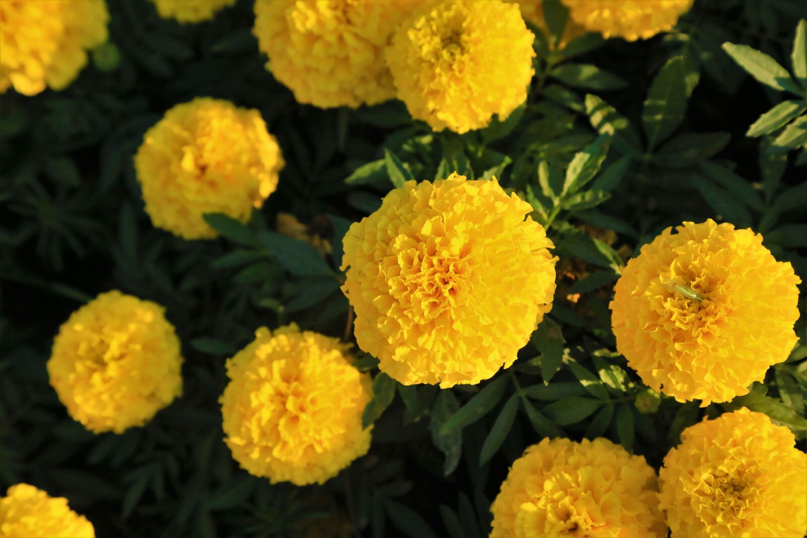 Canon EOS 5D Mark III sample photo. Flower, yellow, nature photography