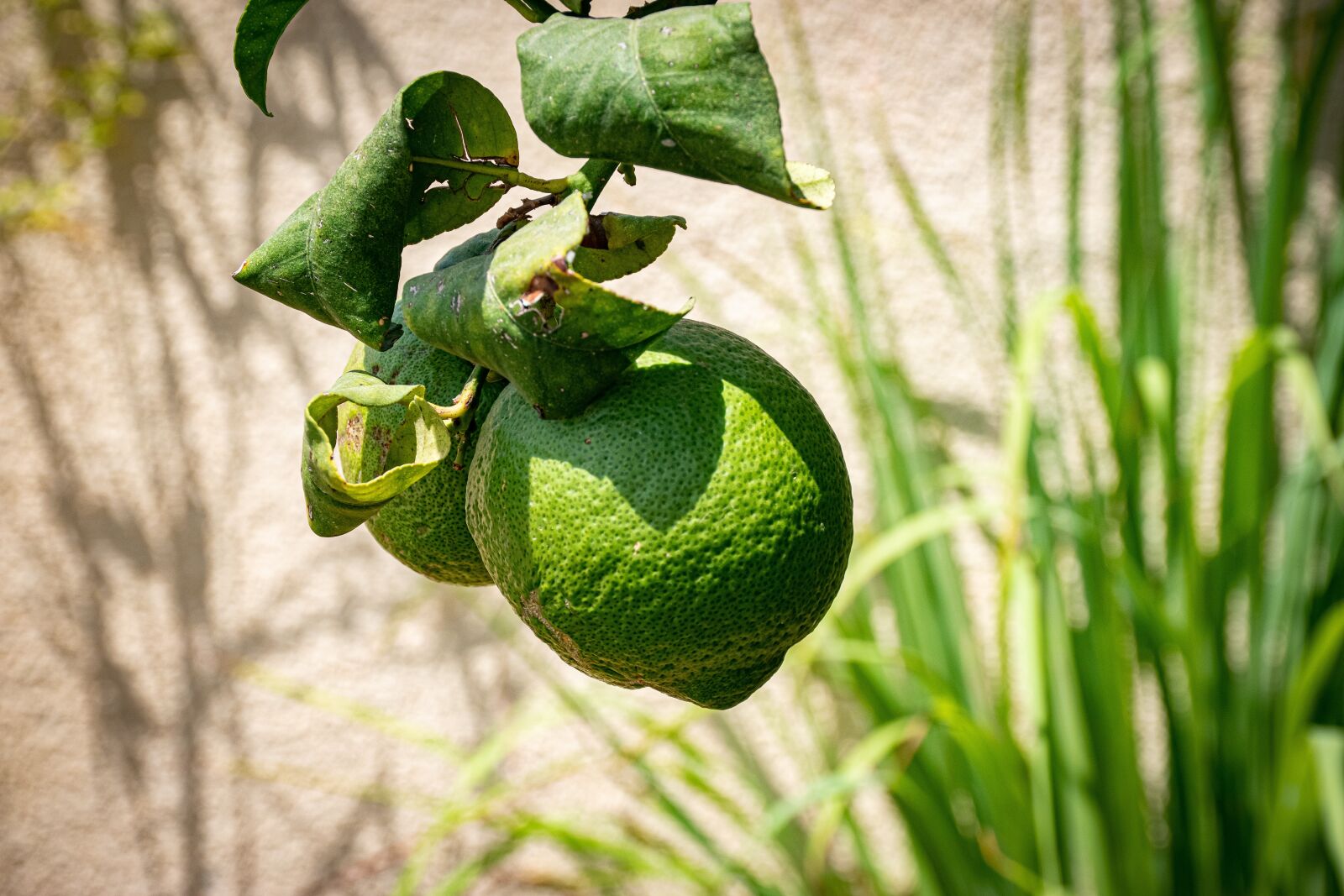 Nikon D5600 sample photo. Lemon, organic, food photography