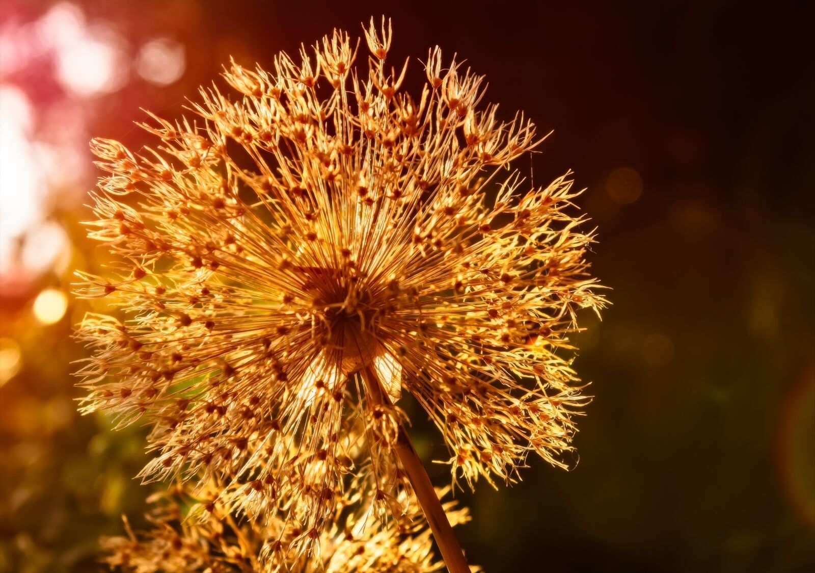 Nikon D3300 sample photo. Blossom, bloom, withered photography