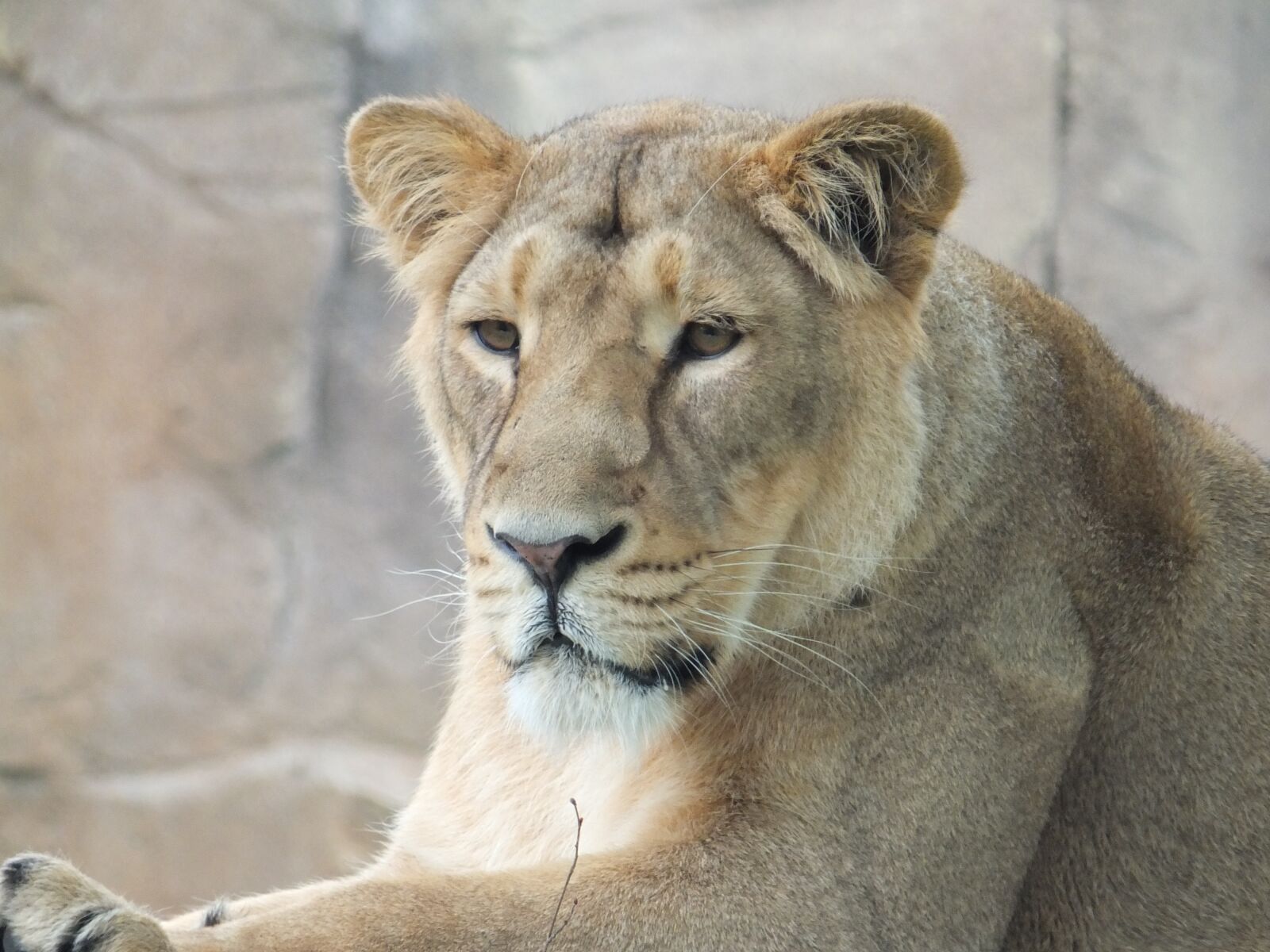 Fujifilm X-S1 sample photo. Lioness, zoo, animals photography
