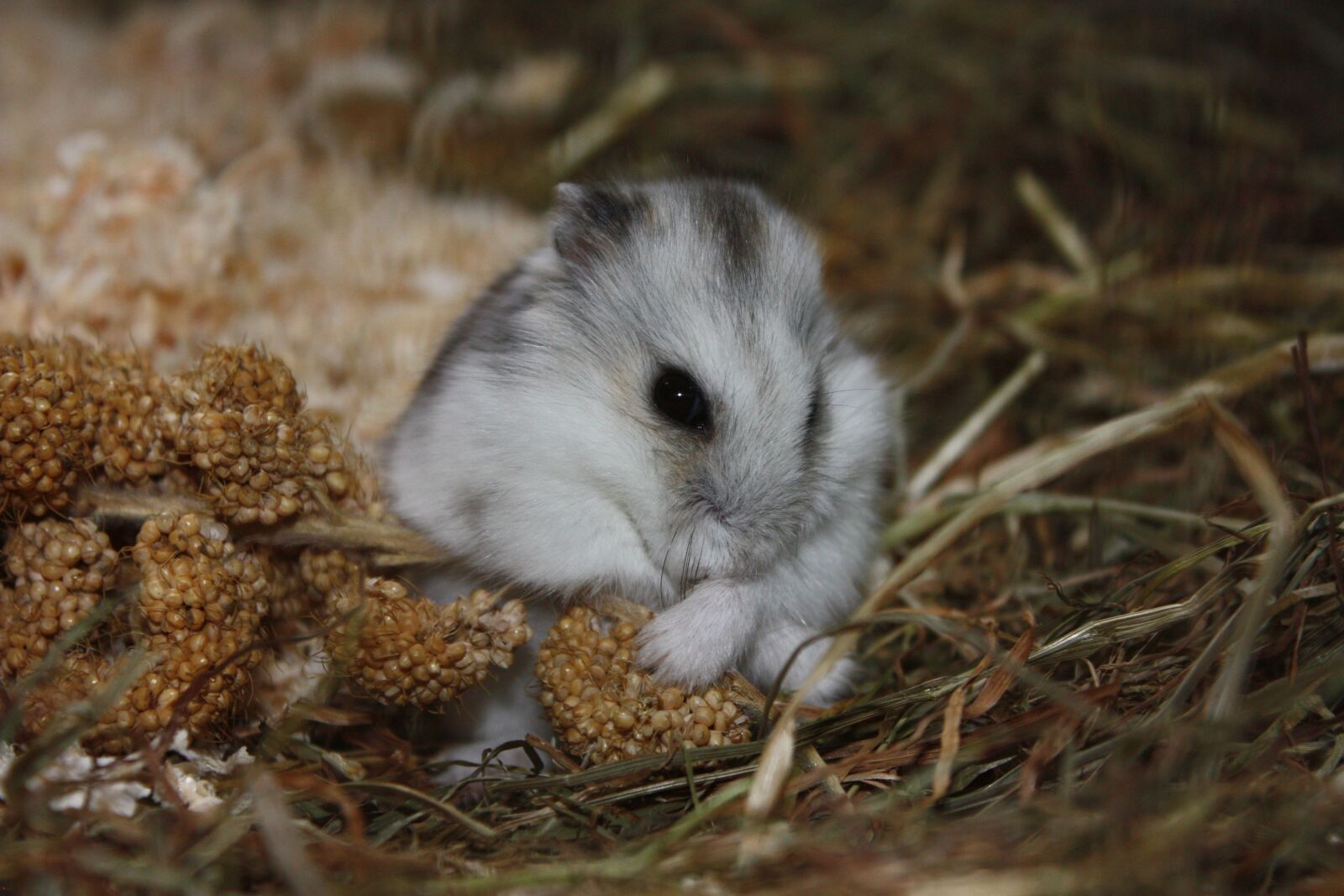Canon EOS 450D (EOS Rebel XSi / EOS Kiss X2) sample photo. Hamster, animal, cute photography