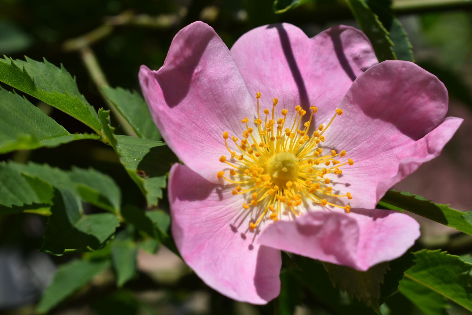 Nikon D5600 sample photo. The bloom of the photography