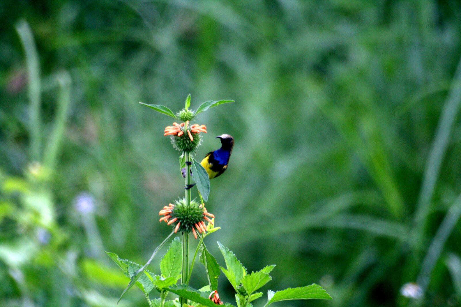 Canon EOS 1000D (EOS Digital Rebel XS / EOS Kiss F) sample photo. Nature, birds, grass photography