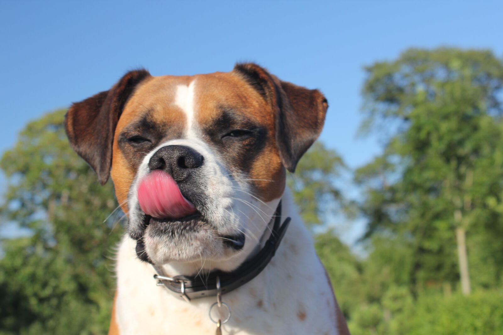 Canon EOS 550D (EOS Rebel T2i / EOS Kiss X4) sample photo. Dog, tongue, animal photography