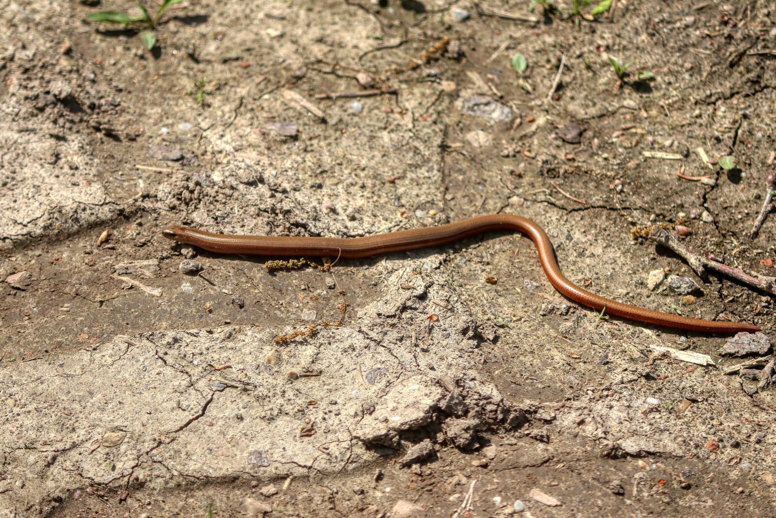 Canon EOS 80D + Canon EF-S 55-250mm F4-5.6 IS II sample photo. Slow worm, snake, nature photography