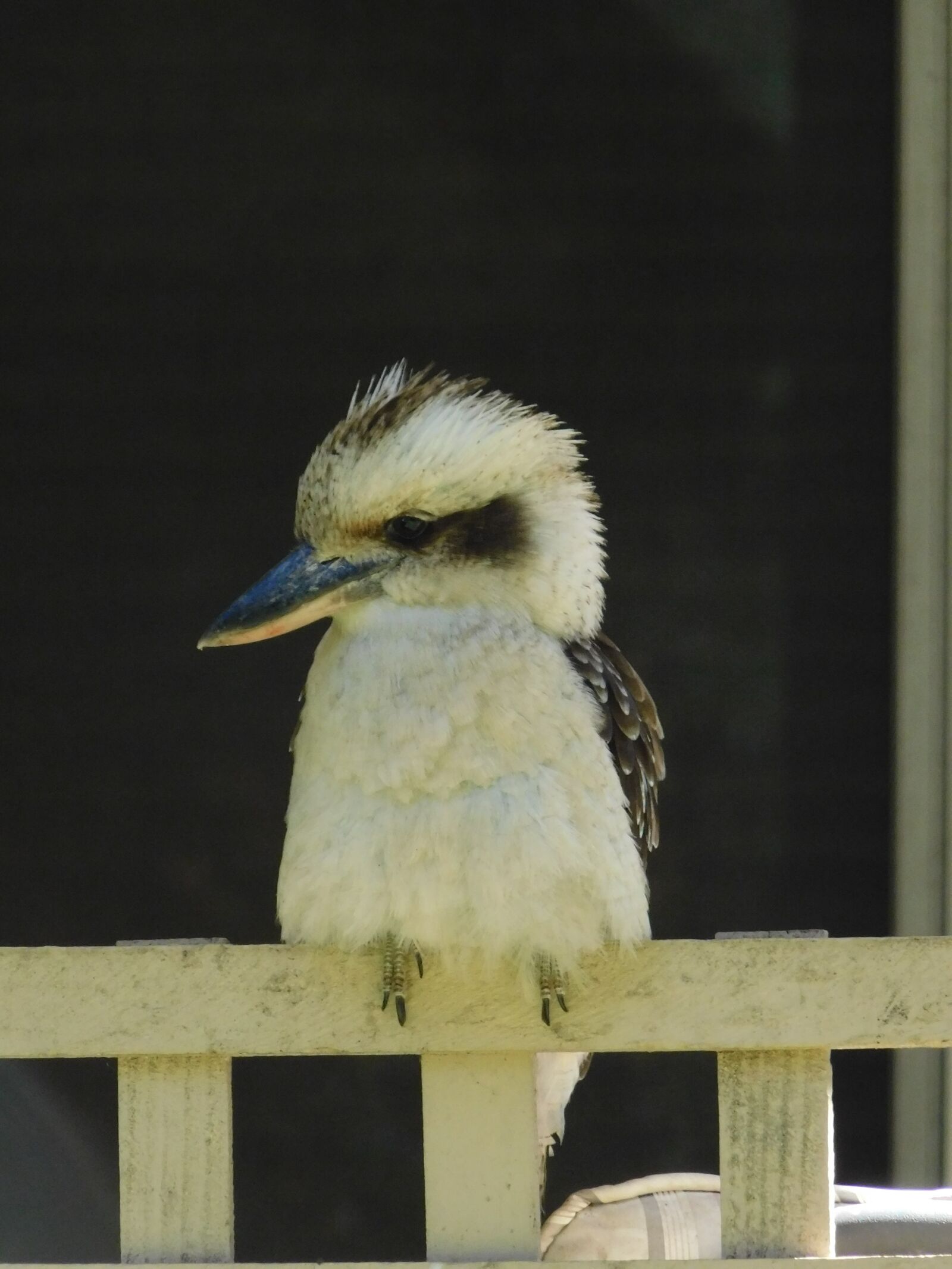 Nikon Coolpix B500 sample photo. Kookaburra, native, australian photography