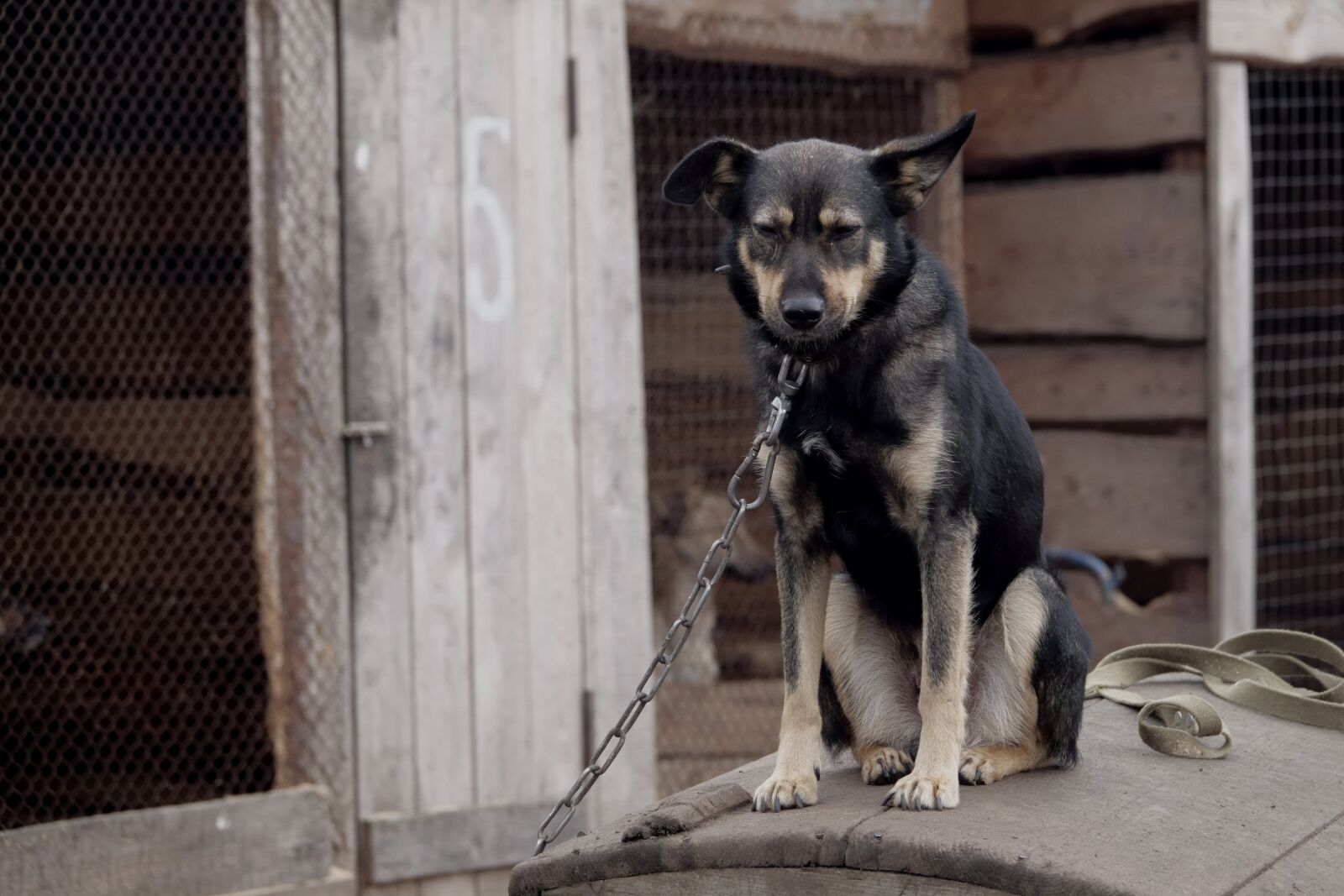 Sony Cyber-shot DSC-RX10 IV sample photo. Dog, aviary, animals photography