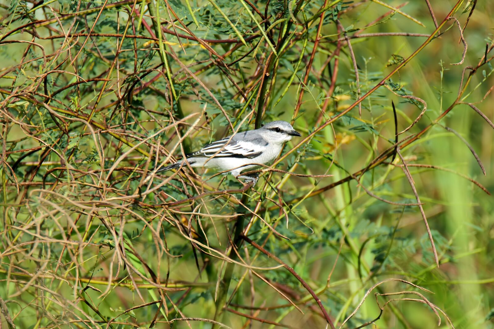 Olympus OM-D E-M1 sample photo. Bird, wild, wildlife photography