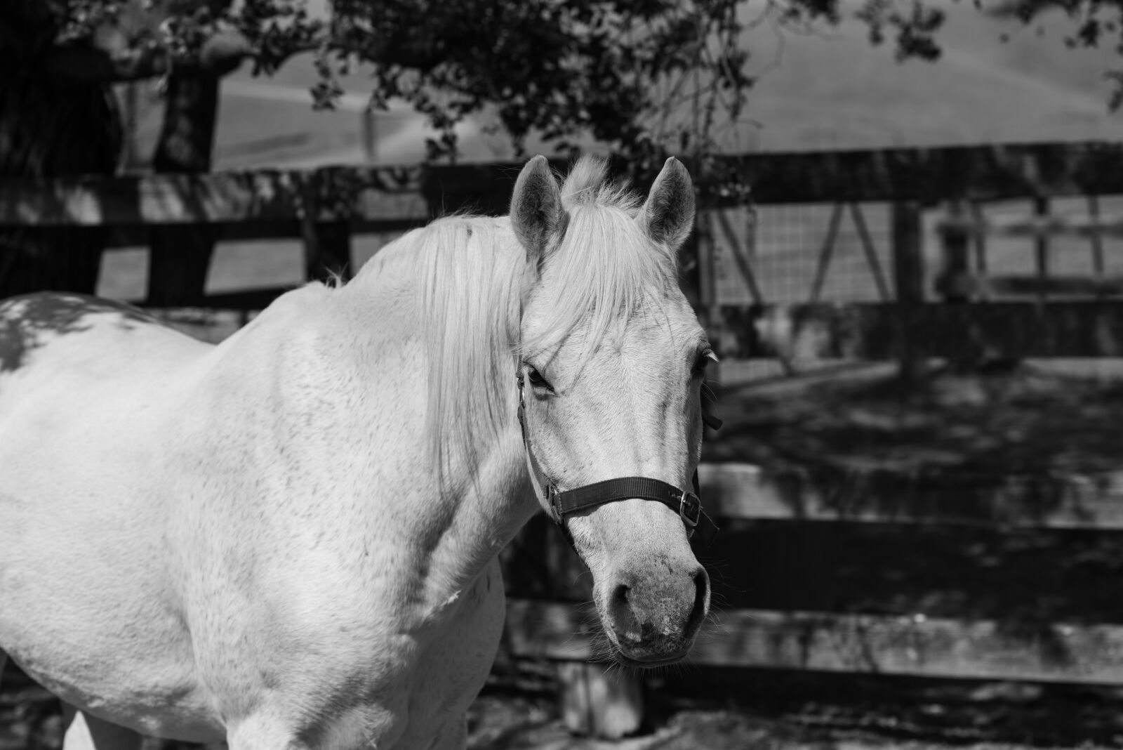 Nikon D750 sample photo. Pony, horse, australian pony photography