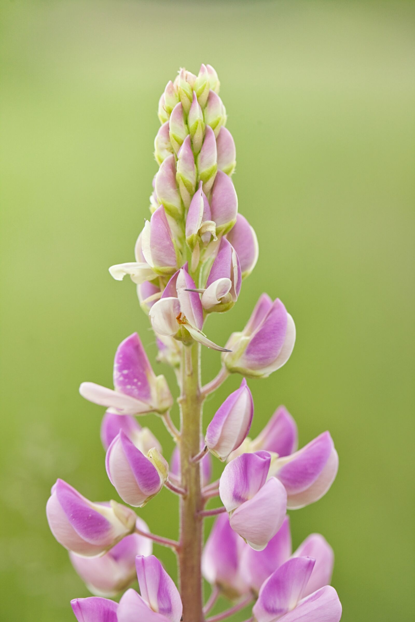 Canon EOS 5D Mark II sample photo. Lupine, pink, flower photography