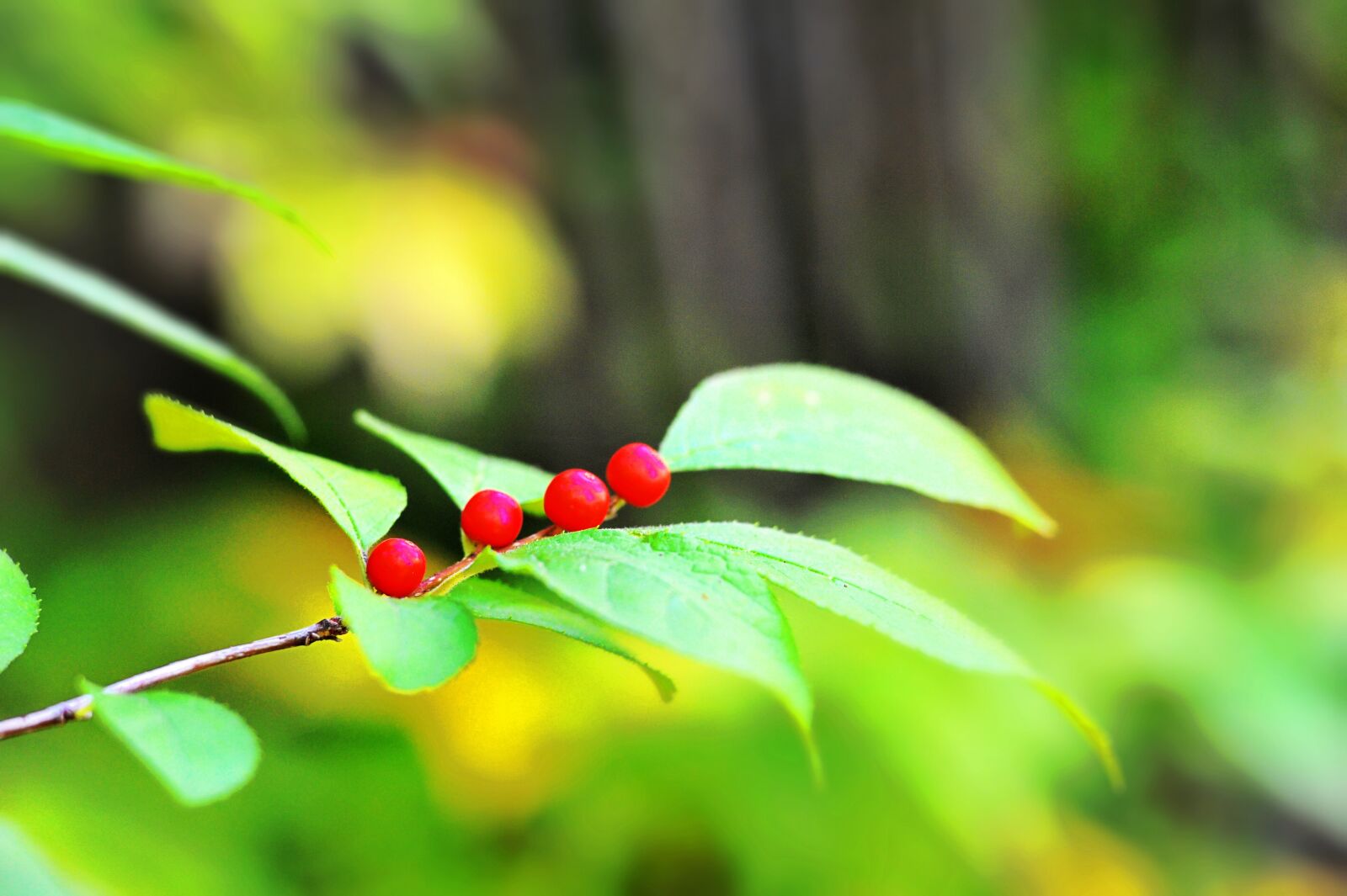 Nikon D700 sample photo. Mountain, forest, fruit photography