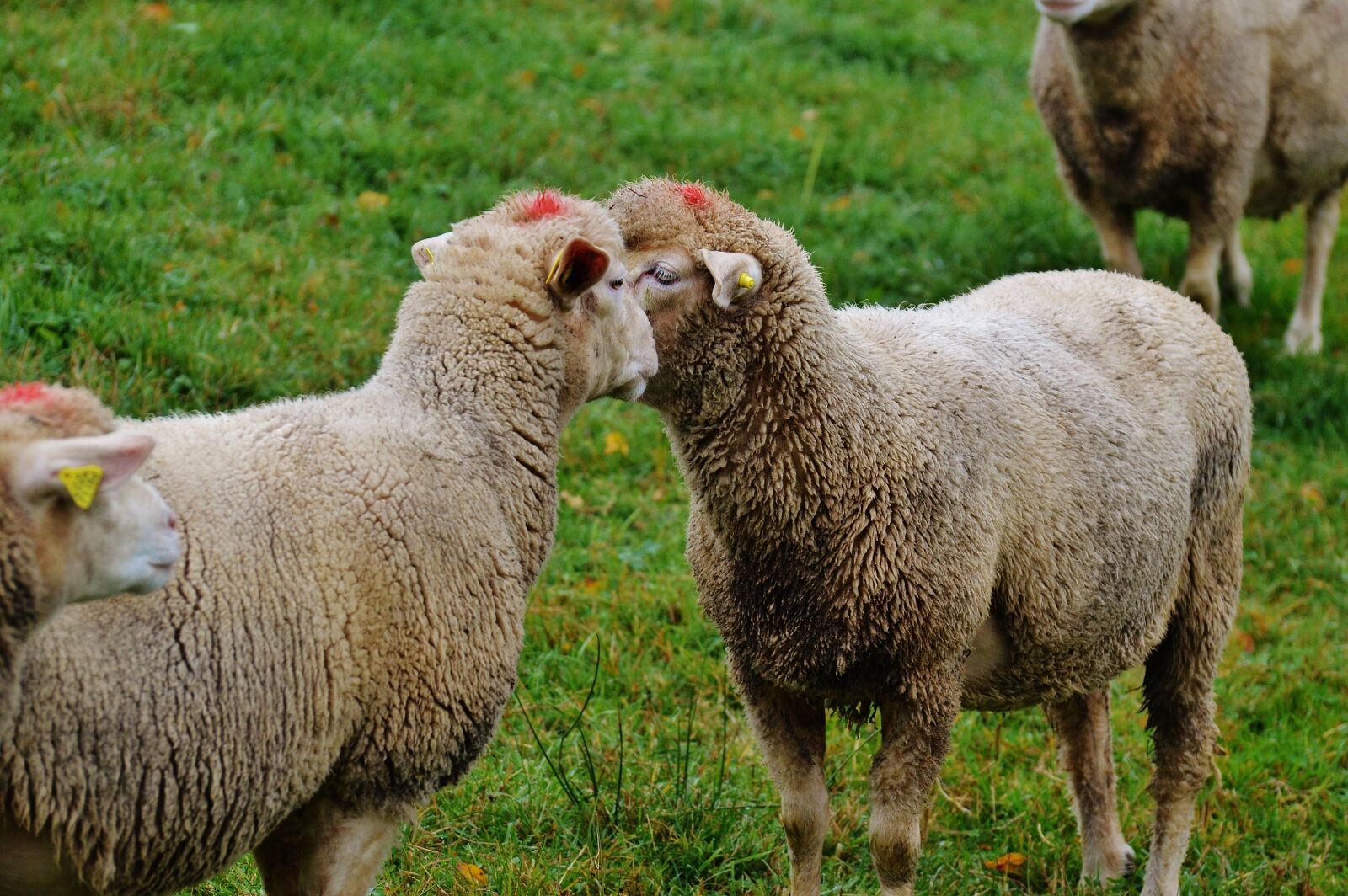 Nikon D3200 sample photo. Sheep, pasture, nature photography