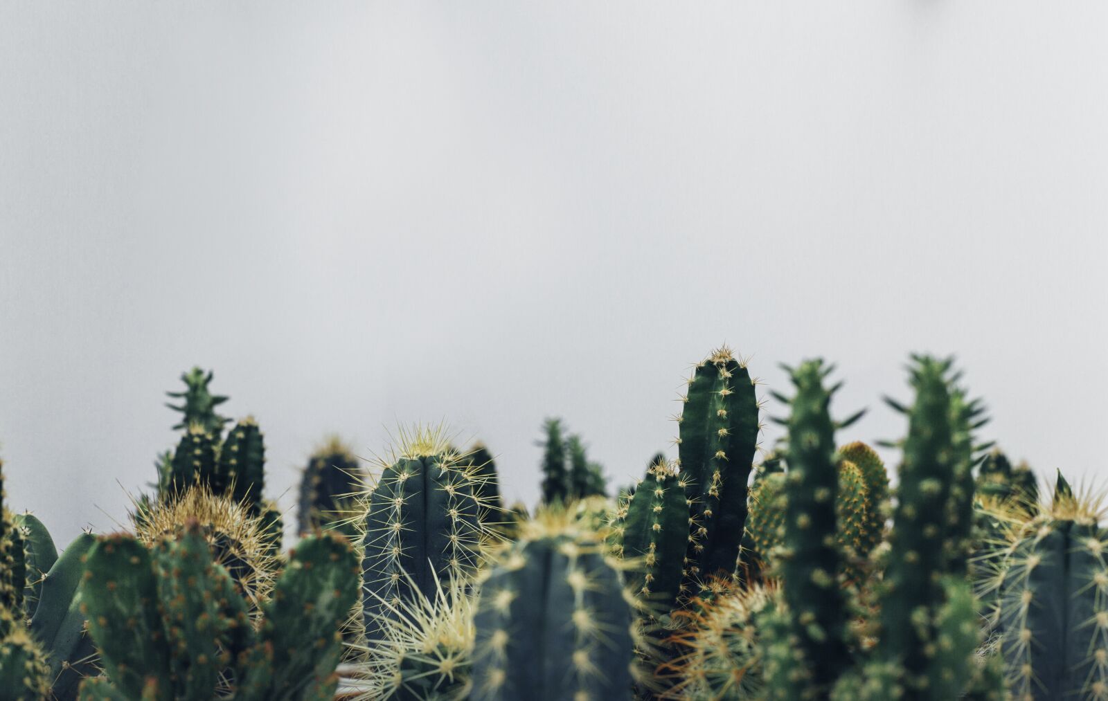 Canon EF 50mm F1.8 II sample photo. Cacti, cactus, cactuses photography