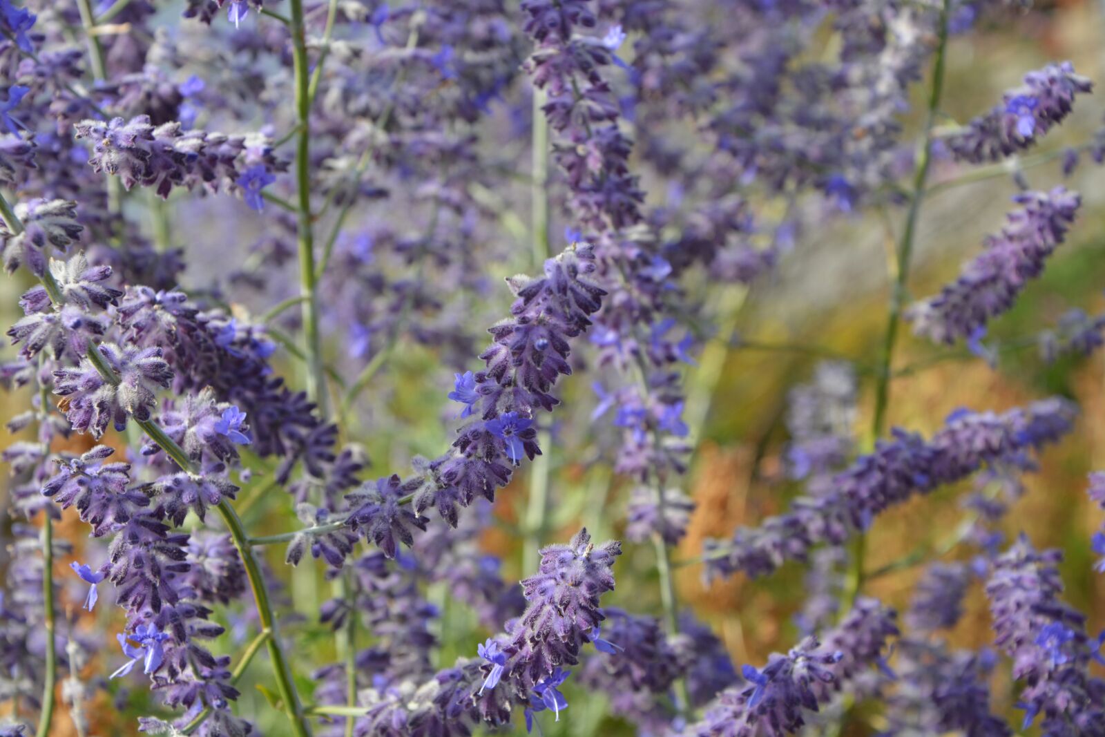 Nikon D5200 sample photo. Flowers, wild flowers, nature photography