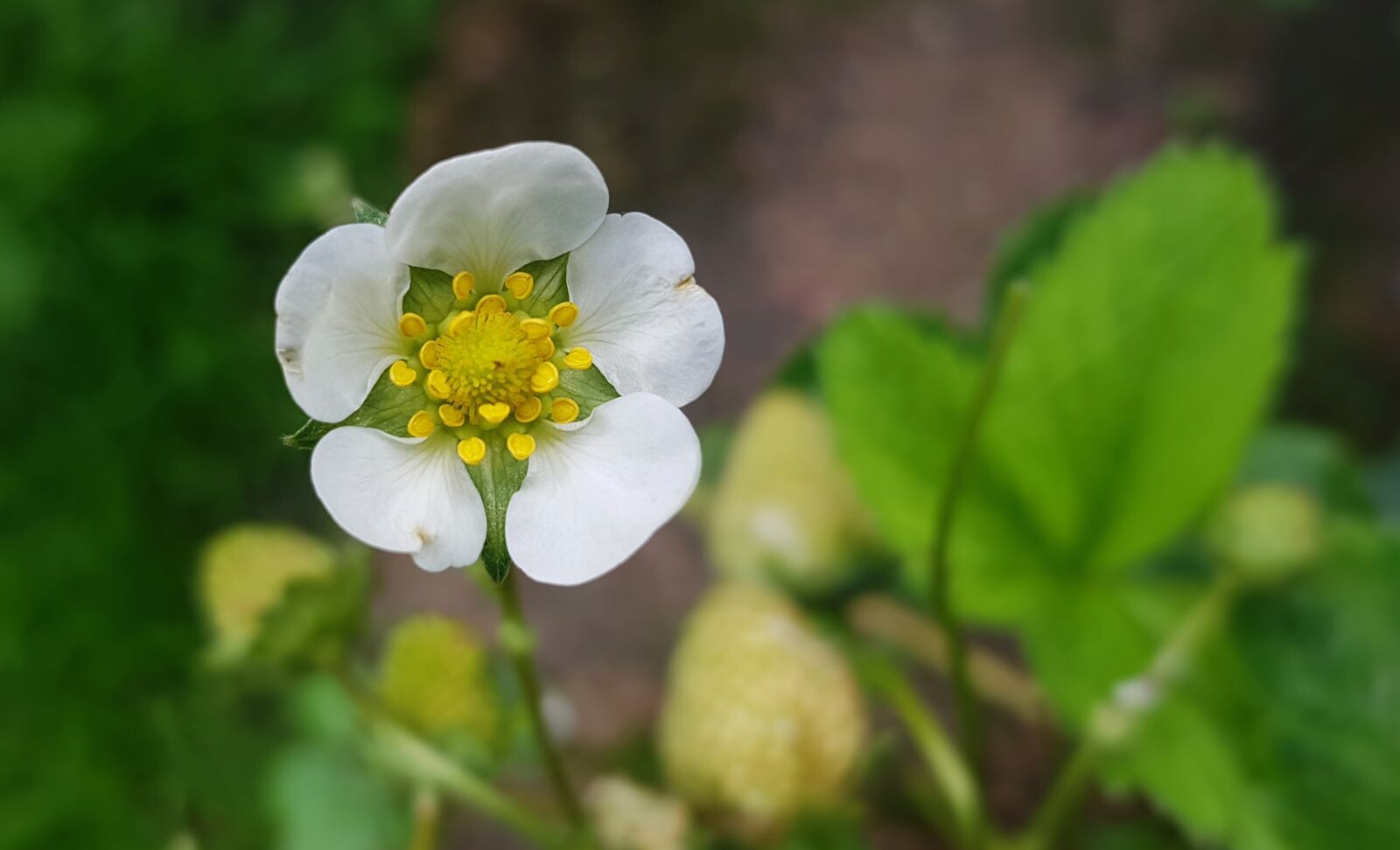 Samsung Galaxy S7 sample photo. Blossom, bloom, strawberry flower photography