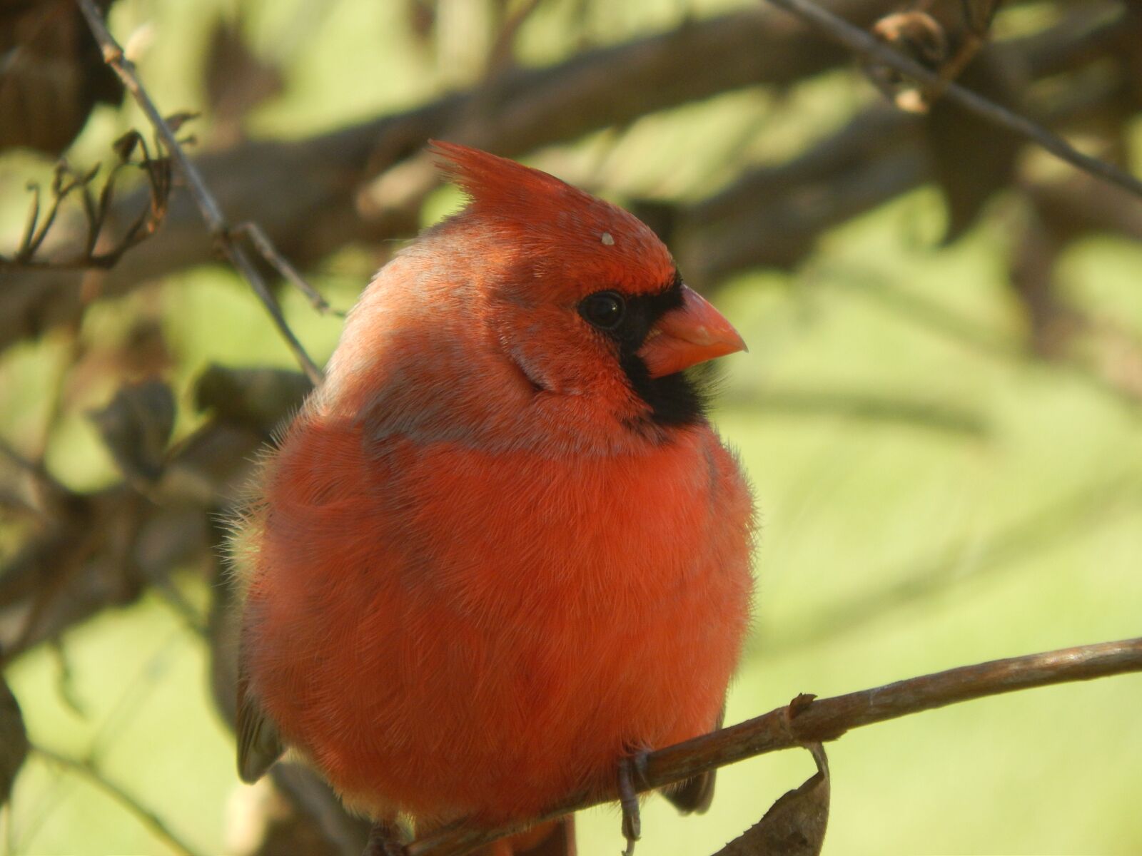 Nikon Coolpix L820 sample photo. Cardinal, bird, red photography