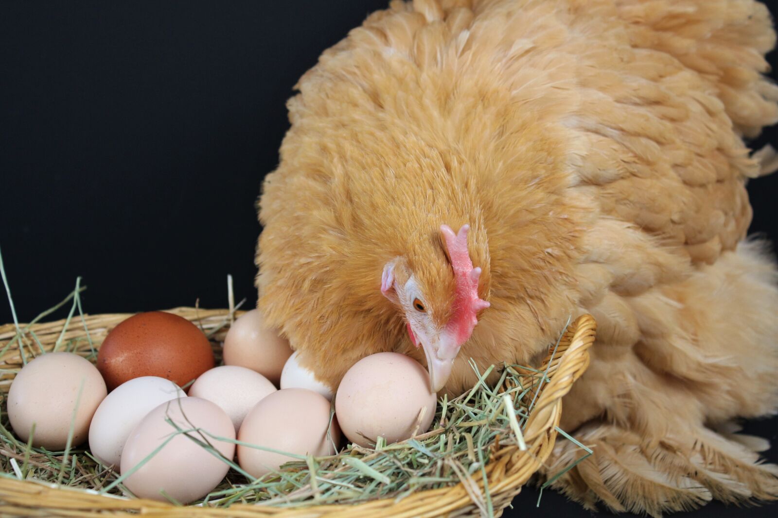 Canon EOS 700D (EOS Rebel T5i / EOS Kiss X7i) + Canon EF-S 18-55mm F3.5-5.6 IS sample photo. Egg, nest easter, straw photography