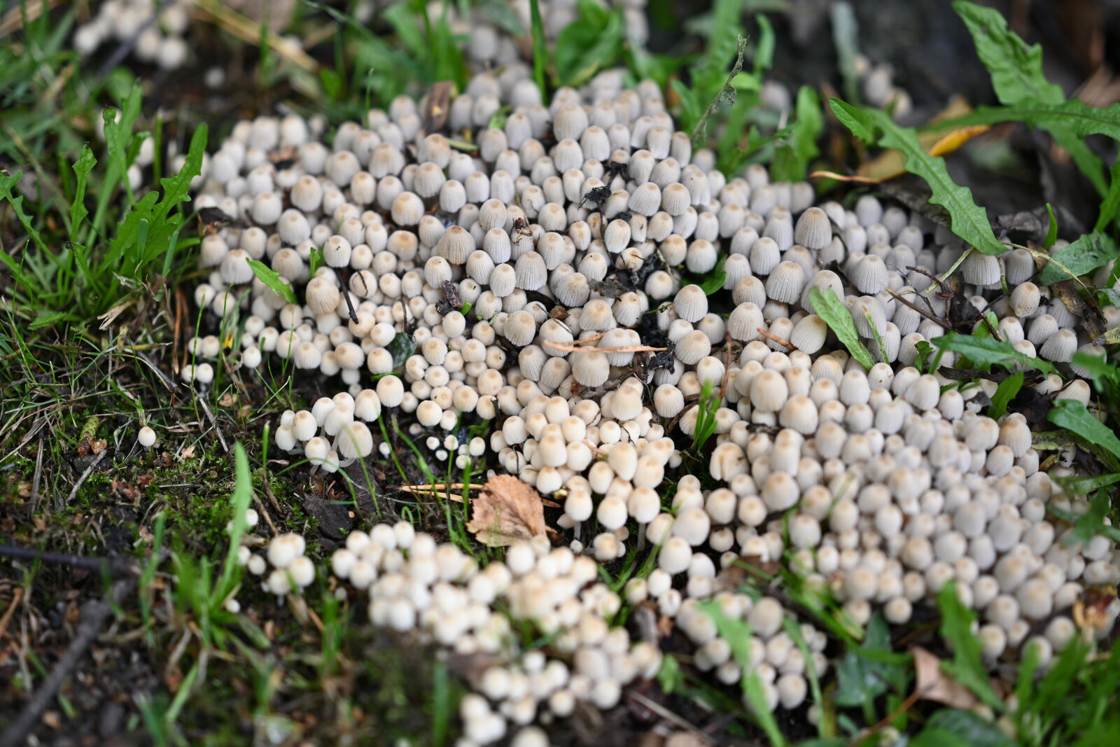 Nikon Z7 sample photo. Mushrooms on the grass photography
