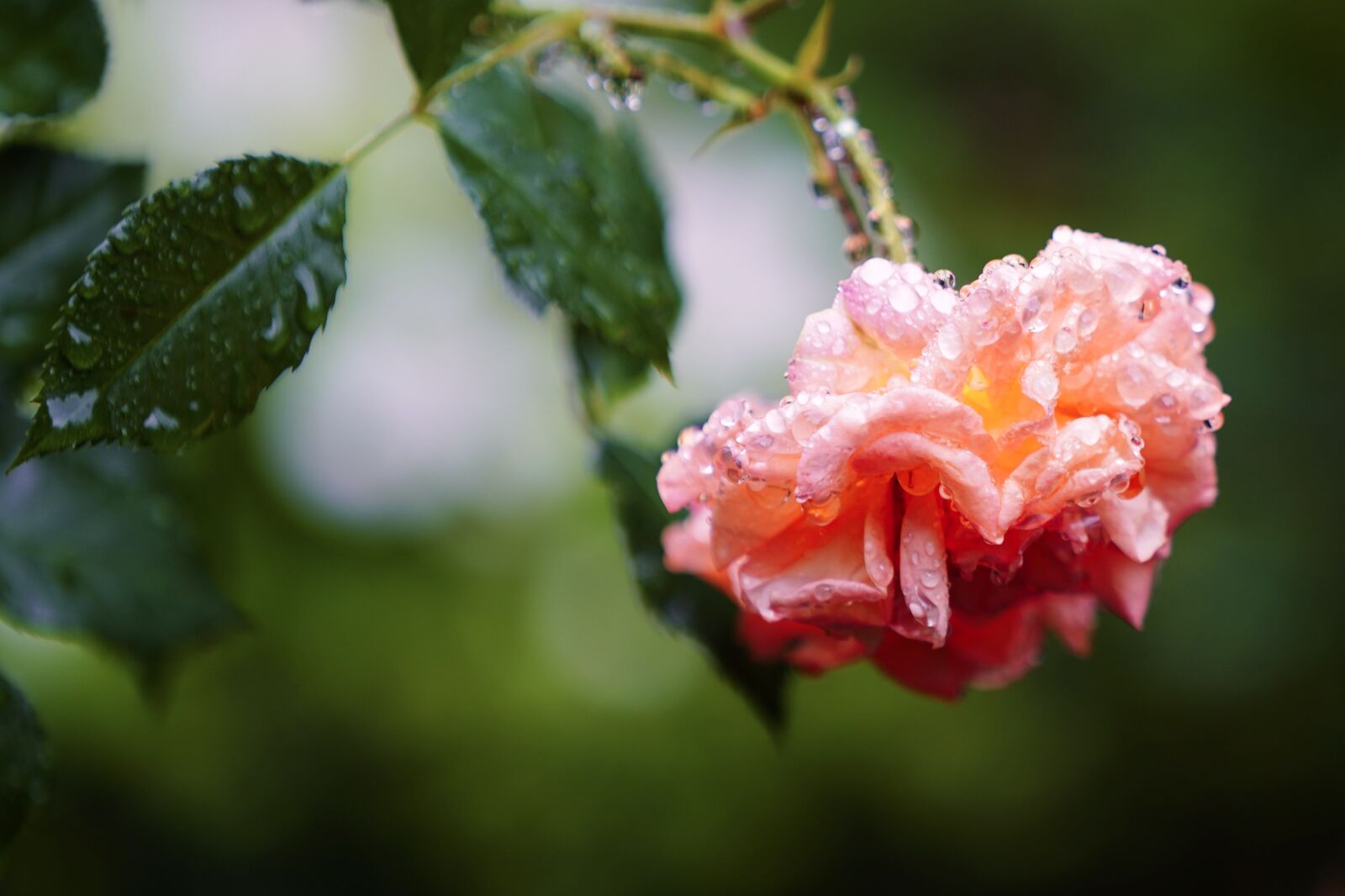 Sony a7 III sample photo. Rose, rose bloom, raindrop photography