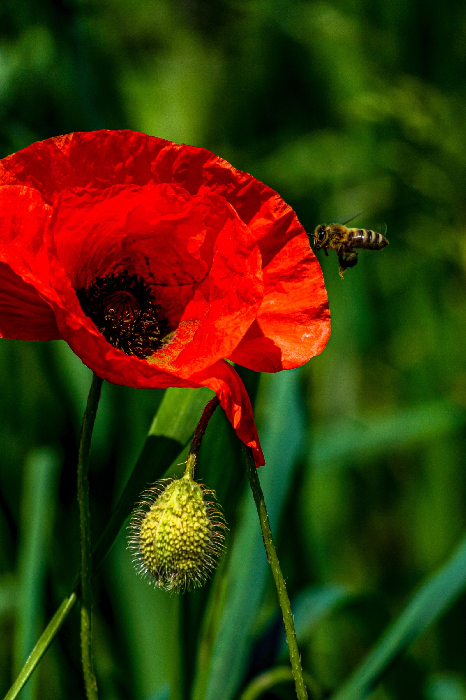 Sony E 70-350mm F4.5-6.3 G OSS sample photo. Poppy, field, summer photography