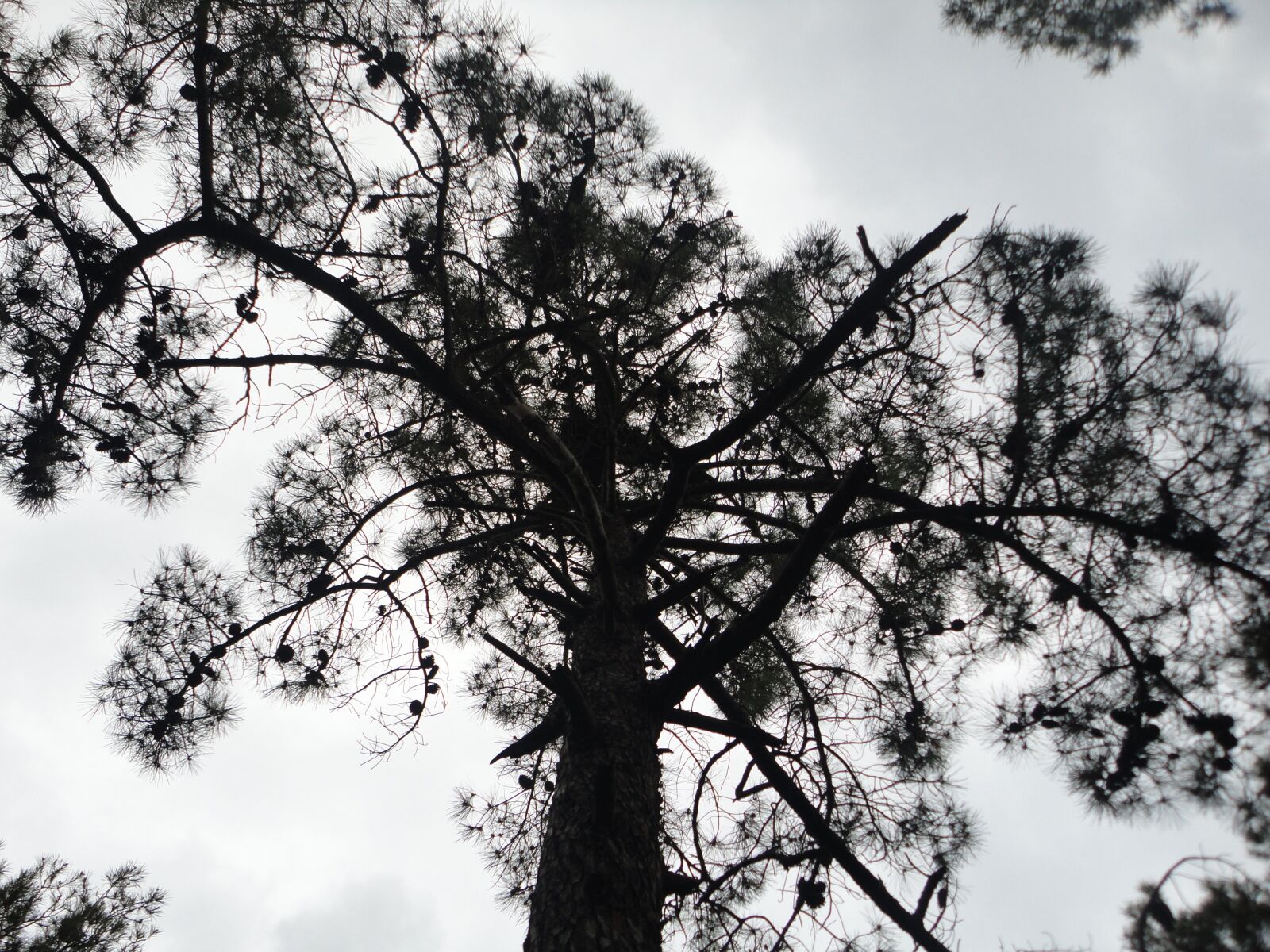 Sony Cyber-shot DSC-W350 sample photo. Tree, nature, landscape photography