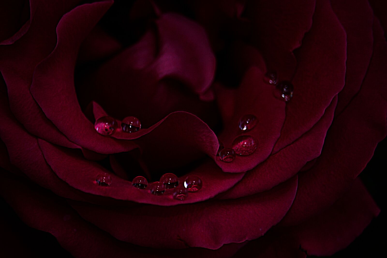 Canon EF-S 55-250mm F4-5.6 IS STM sample photo. Rose, flower, roses photography