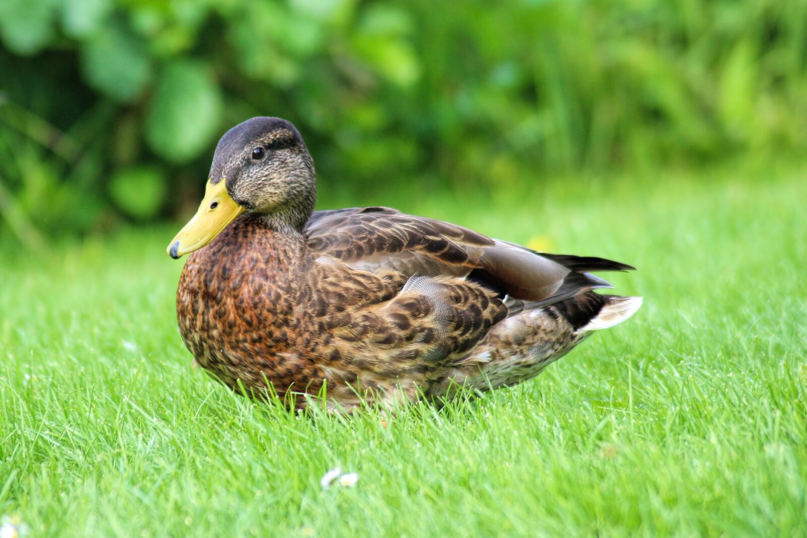 Canon EOS 600D (Rebel EOS T3i / EOS Kiss X5) sample photo. Duck, mallard, plumage photography