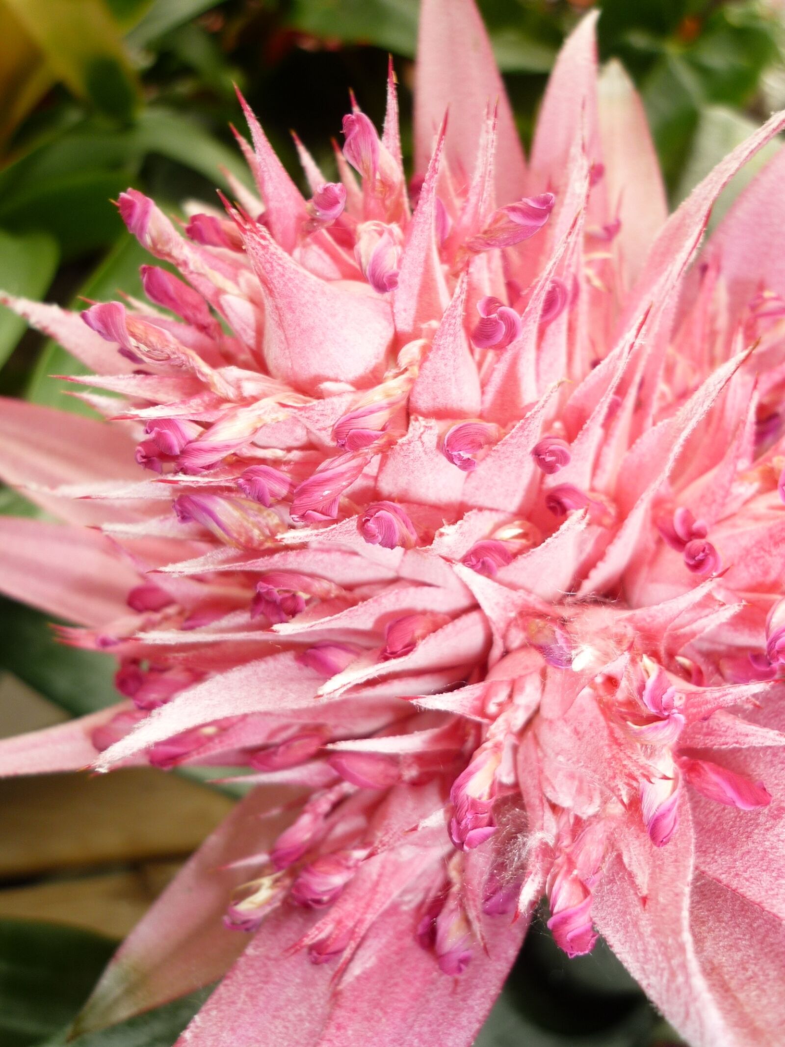 Panasonic Lumix DMC-FS6 sample photo. Pineapple, bromeliads-greenhouse, tropical plant photography