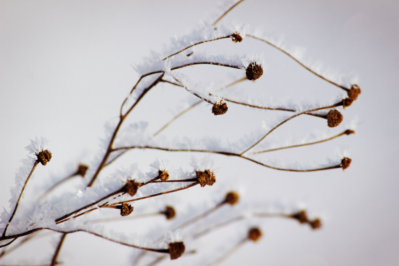 Canon EOS 600D (Rebel EOS T3i / EOS Kiss X5) sample photo. Nature, snow, winter photography