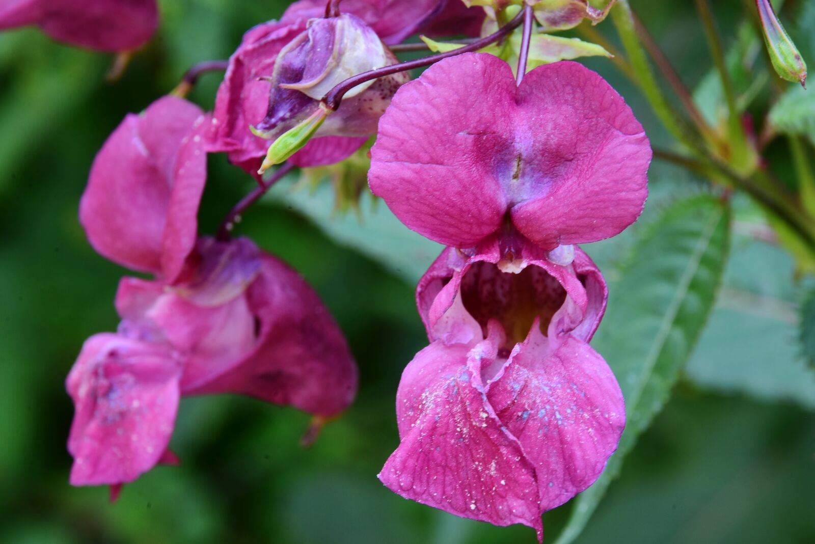Nikon D7200 sample photo. Flower, plant, indian springkraut photography